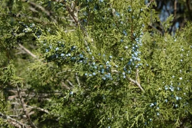 juniperus virginiana