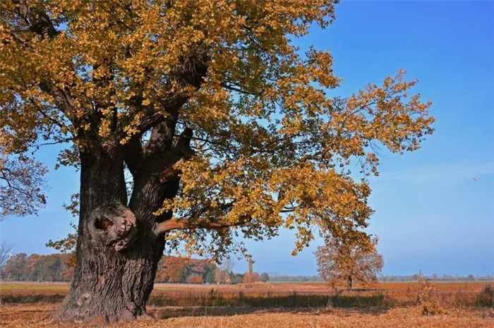 Как цветет дуб — 21 фото и данные о времени цветения весной 20