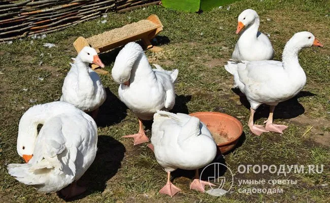 Откормом гусей занимаются не только фермеры и деревенские жители, но и дачники в теплый сезон