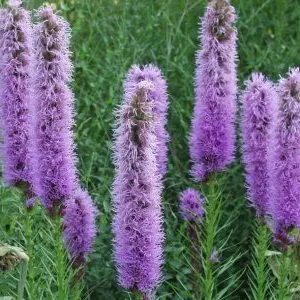 Лиатрис новоанглийский (Liatris novae-angliae)