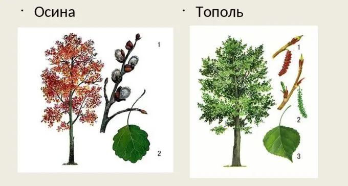 Как отличить осину от тополя 3