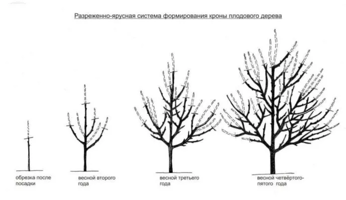 Крона вишни