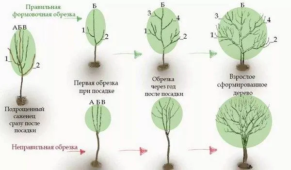 Правильная обрезка груши