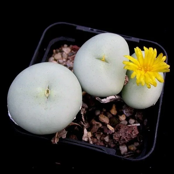 Bigpicture.ru dr Conophytum flavum