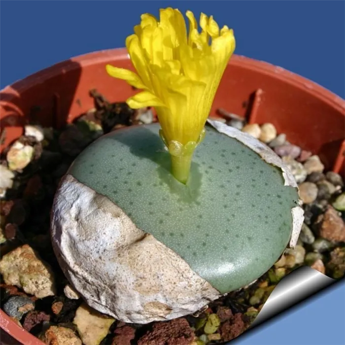 Bigpicture.ru Conophytum flavum