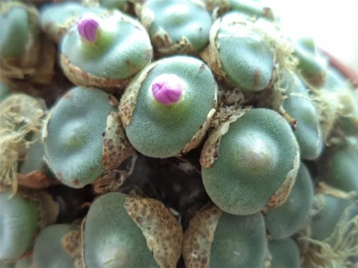 Bigpicture.ru Конофитум (Conophytum)