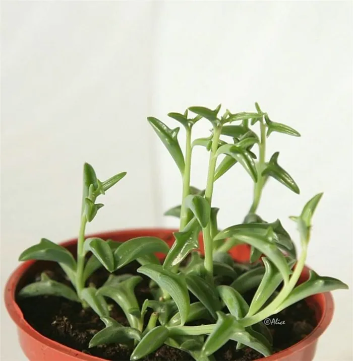 Bigpicture.ru Суккуленты-дельфины (Senecio Peregrinus)