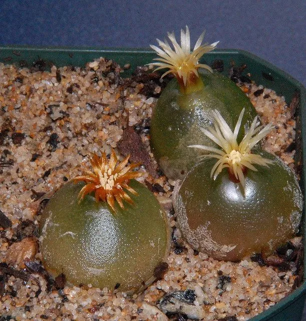 Bigpicture.ru Conophytum burgeri