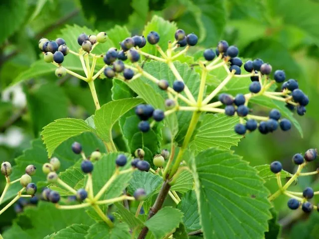 Калина зубчатая Блю Маффин (Viburnum dentatum ‘Blue Muffin’)