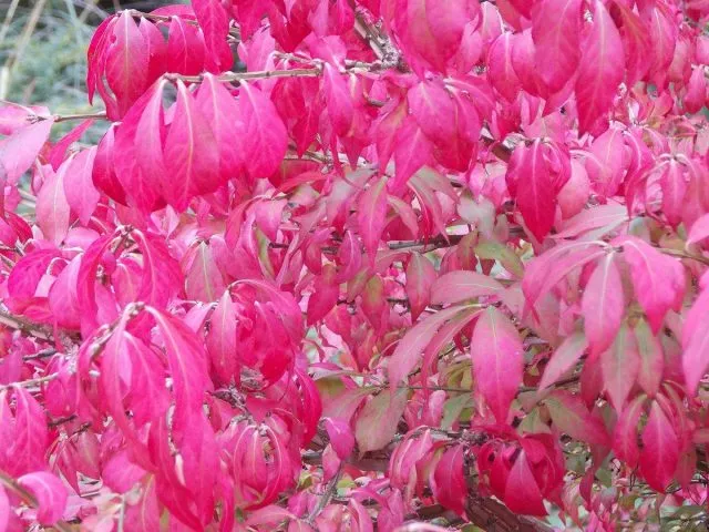 Бересклет пробковый (Euonymus phellomanus)