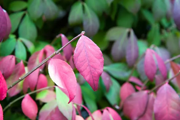 Euonymus alatus