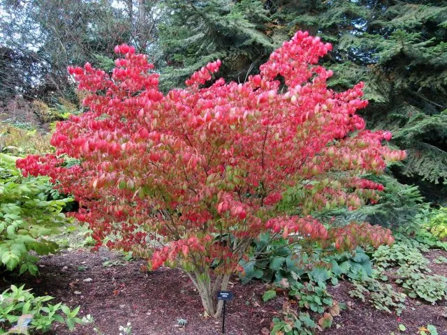 Бересклет крылатый (Euonymus alatus)