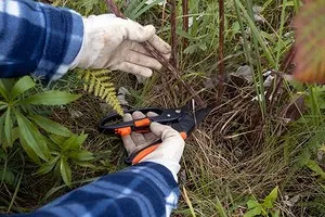 6 растений в вашем саду, которые следует обрезать поздней осенью (порадуют на следующий год!)