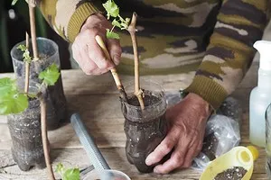 Заполнение пустот виноградника отводком.