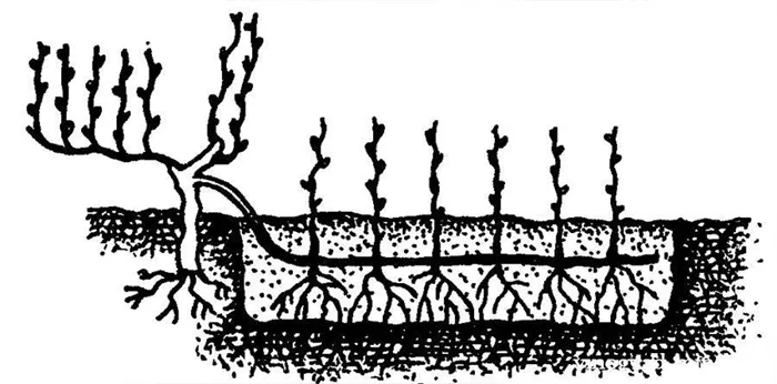 Горизонтальный отводок вызревшей лозой.