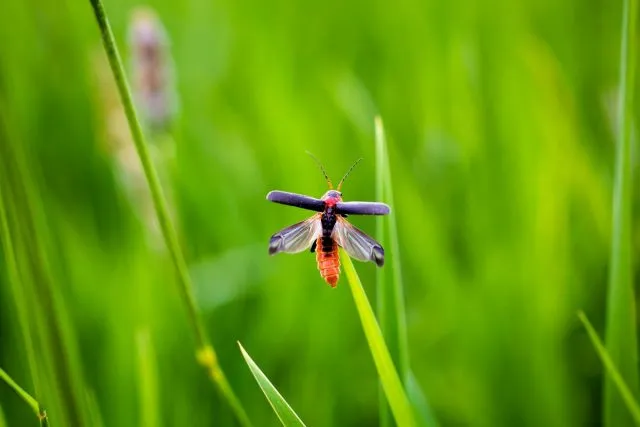 Мягкотелки, или жуки-пожарники (Cantharidae) очень активны и постоянно находятся в движении