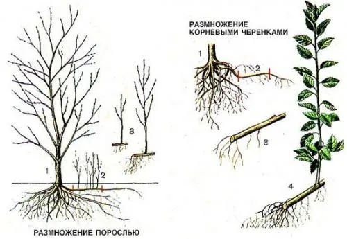 Будет ли плодоносить поросль сливы. Как размножить сливу