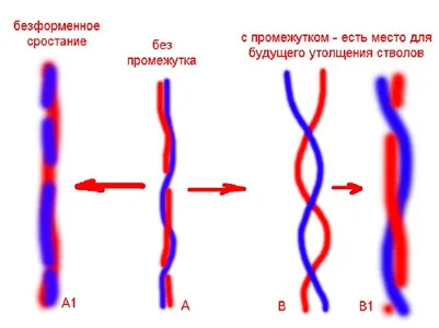 Фикус бенджамина