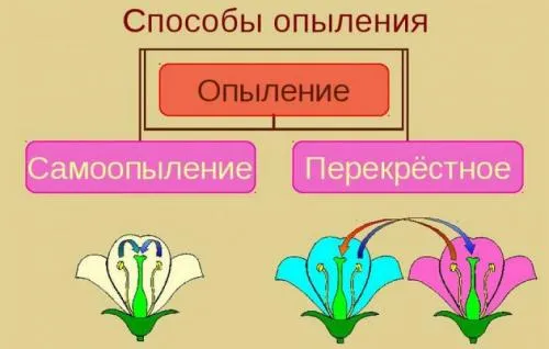 Лучшие сорта самоплодных яблонь. Лучшие сорта яблонь для Подмосковья, описание и фото, рейтинг 11