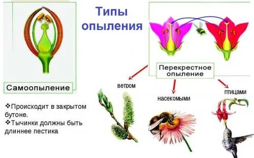 Лучшие сорта самоплодных яблонь. Лучшие сорта яблонь для Подмосковья, описание и фото, рейтинг 12