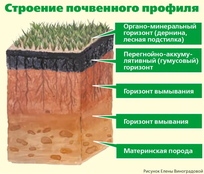 Секреты плодородия. Как повысить количество гумуса 3