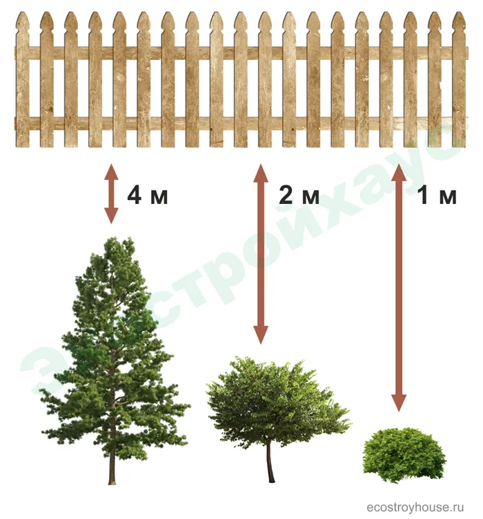 Расстояния от деревьев и кустарников до забора