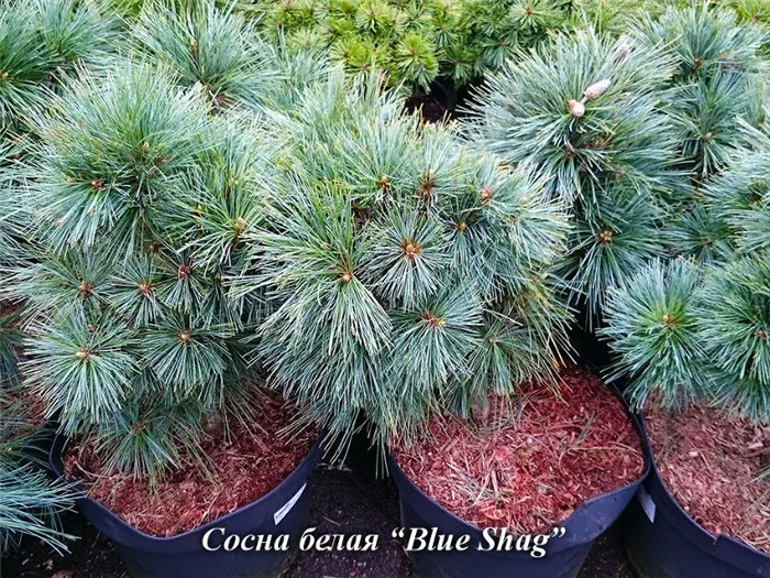 pinus_strobus_Blue_Shag