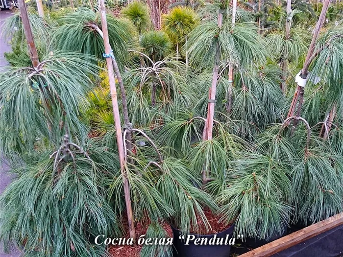 pinus_strobus_Pendula1