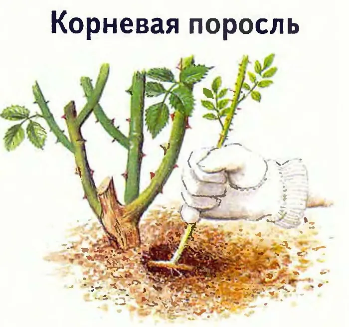 Почему у розы не 5, а 7 листочков? Означает ли это, что вы купили шиповник 3