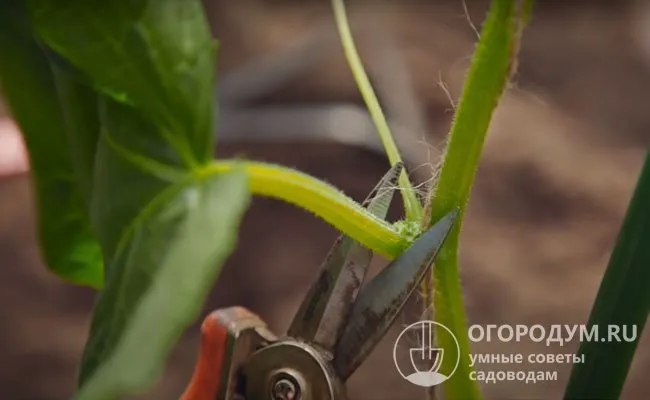 Ослепление нижней части главного стебля обеспечивает хорошую циркуляцию воздуха, снижает вероятность распространения грибковых и бактериальных инфекций