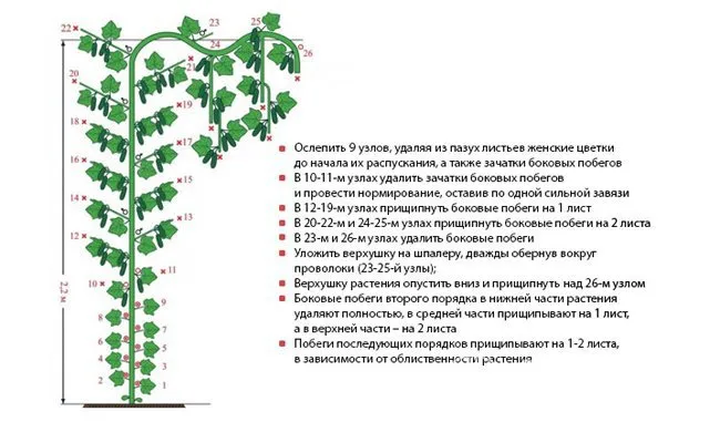 Схема формирования партенокарпических огурцов с пояснениями от специалистов агрофирмы Гавриш