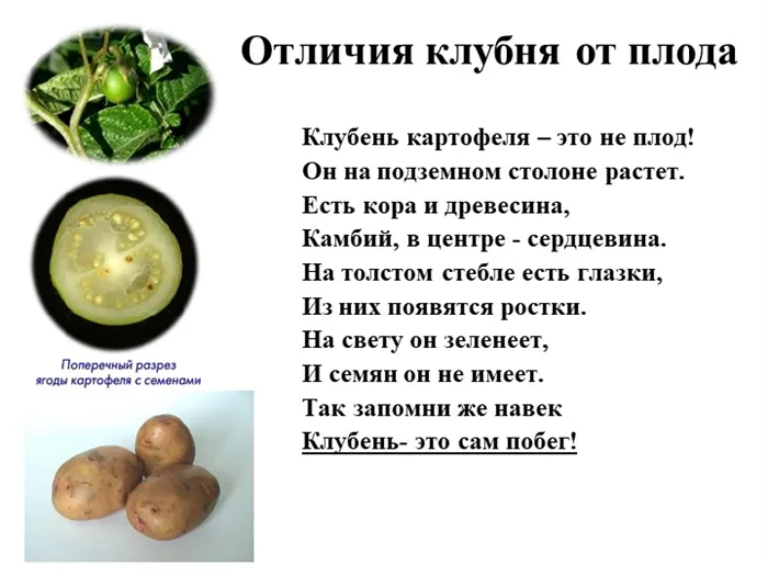 Отличия клубня от плода.