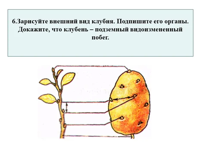 Зарисуйте внешний вид клубня.