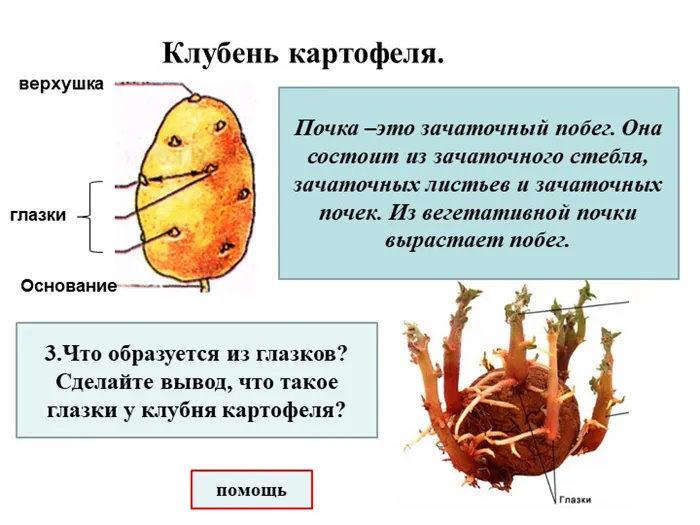 Клубень картофеля. 1. Рассмотрите клубень картофеля.