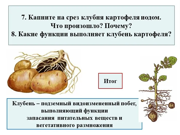 Капните на срез клубня картофеля и йодом.