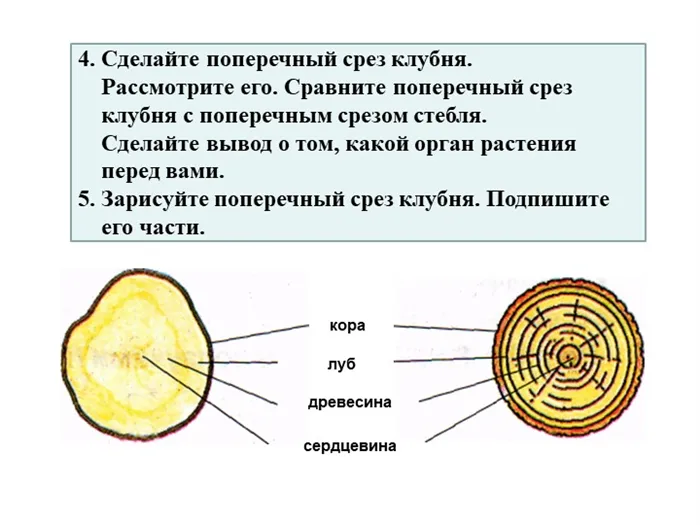 Кора, луб, сердцевина, древесина.