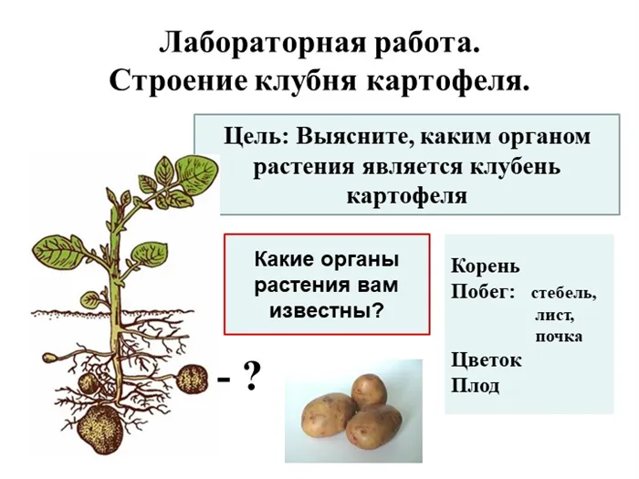 Лабораторная работа: Строение клубня картофеля