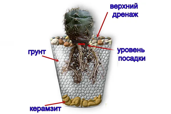 Схема правильной посадки кактуса