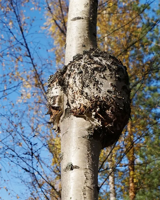 Сувель (свиль) березы