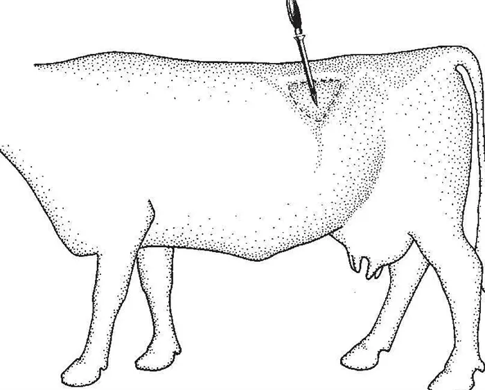 Для чего коровам дырка в боку 3