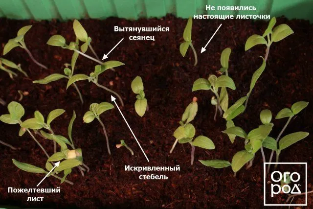 пикировка рассады баклажана