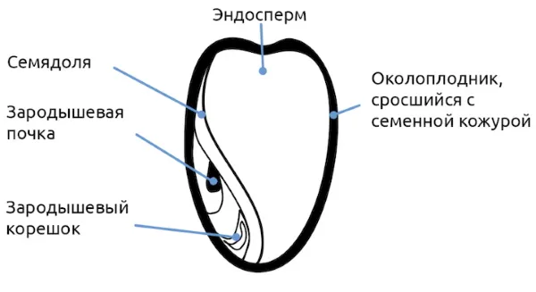 Фасоль: строение семени, зародыш спаржевая, стручковая, сорта