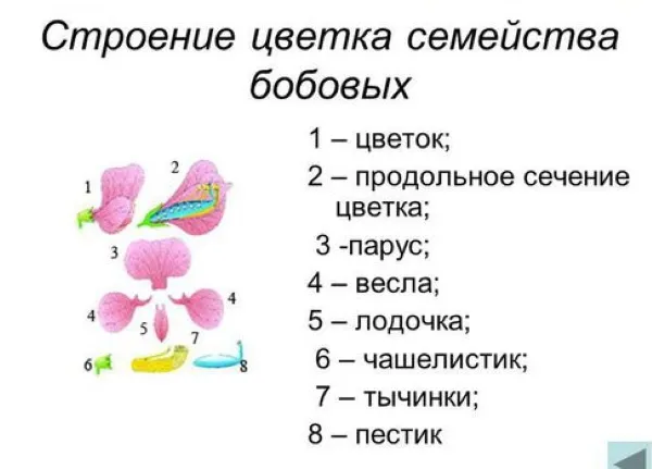 Фасоль: строение семени, зародыш спаржевая, стручковая, сорта