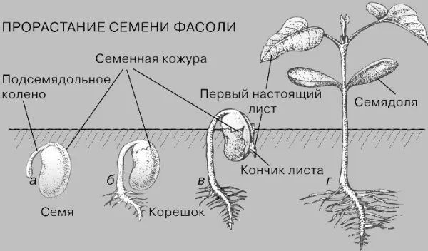 Все о семенах фасоли 7